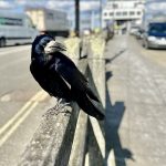 Bay Taxi Isle of Wight. 24 Hour Isle of Wight Taxi Service. Wheelchair Accessible and Pet Friendly