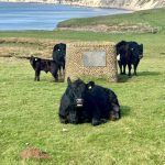 Bay Taxi Isle of Wight. 24 Hour Isle of Wight Taxi Service. Wheelchair Accessible and Pet Friendly